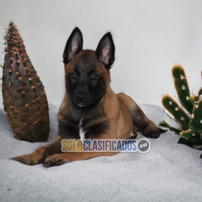 PASTOR BELGA MALINOIS FRIEND FOR YOU AND YOUR FAMILY CHEER UP... 
