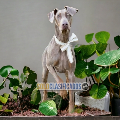 DOBERMAN GRANDE ISABELLA  A FURRY FOR YOUR HOME... 