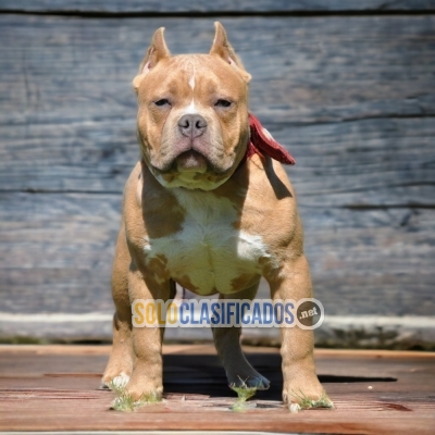 4ADORABLE AMERICAN BULLY M... 