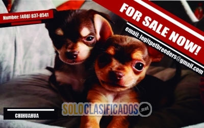 WELL TRAINED CHIHUAHUA PUPPIES FOR SALE RIGHT NOW... 
