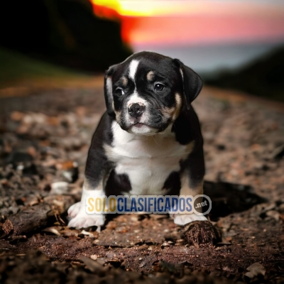 AMERICAN BULLY M DISPONIBLE NORTH CAROLINA YA... 