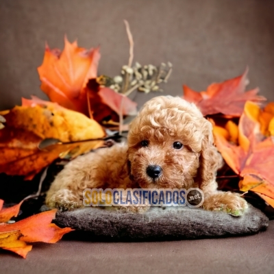 BELLO CACHORRO POODLE FRANCÉS APRICOT... 