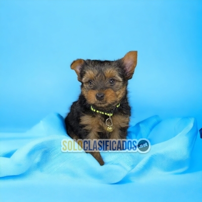 DISPONIBLES HERMOSAS MASCOTAS YORKIE... 