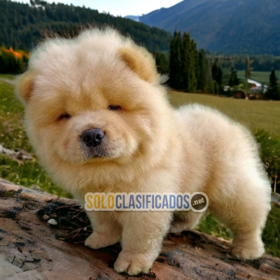 CUTE CHOW CHOW... 