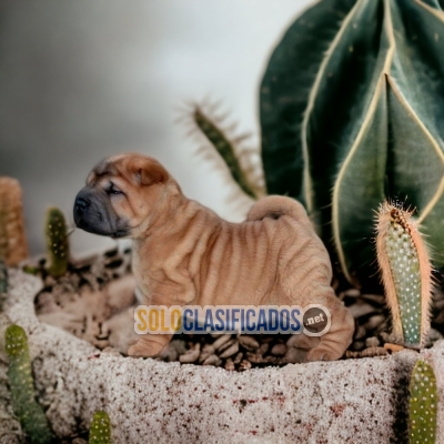 DISPONIBLES/AVAILABLE MASCOTAS/PETS SHAR PEI... 