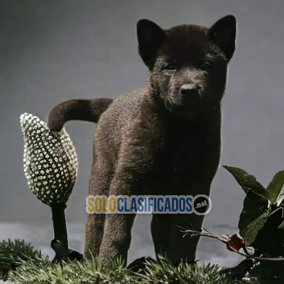 MARAVILLOSO CACHORRO AKITA INU AMERICANO... 