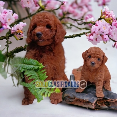 HAIRY FRENCH POODLE RED AVAILABLE... 