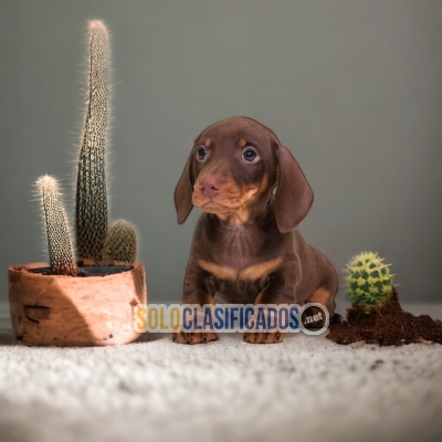 DISPONIBLES/AVAILABLE MASCOTAS/PETS SALCHICHA/DACHSHUND... 