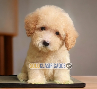 French Poodle Normal Pretty Puppies... 