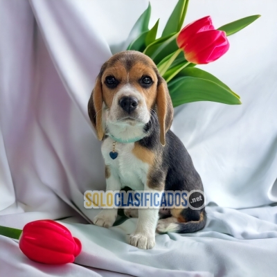 Encantadores Cachorros Beagle Poket Americano... 