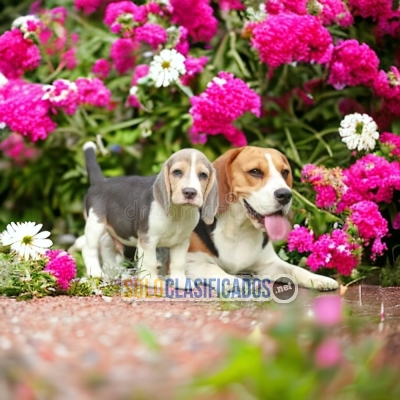 BEAGLE HARRIER... 