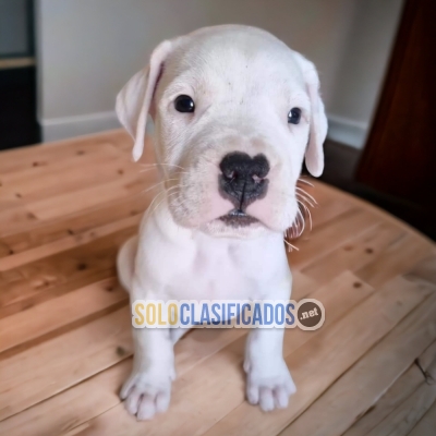 Beautiful puppies available DOGO ARGENTINO with the best market c... 