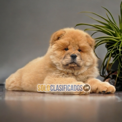 1ADORABLE CHOW CHOW... 