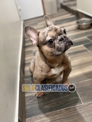 Merle french bulldog for sale... 