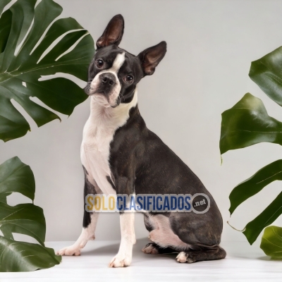 BOSTON TERRIER         YOUR FAITHFUL DOG ​​NOW IN ADELNATE... 