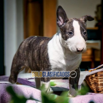 Preciosos cachorros Bull Terrier... 