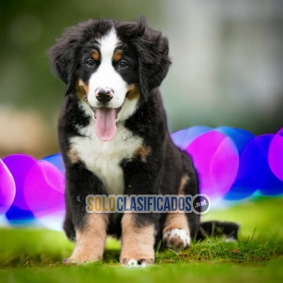 Bernese Mountain Dog Special Puppies Just for You... 