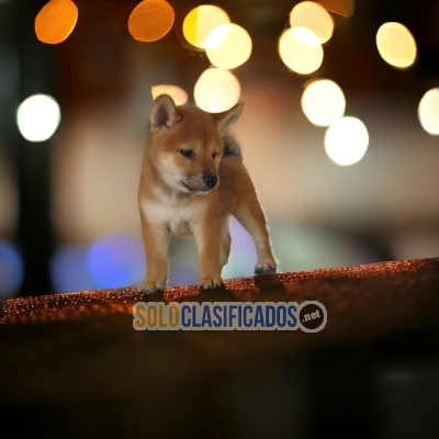 Lindos cachorros Akita Inu... 