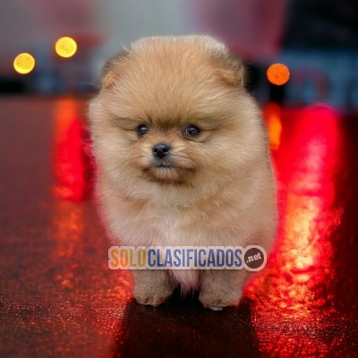 HERMOSO POMERANIAN... 