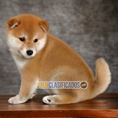 5ADORABLE AKITA INU JAPONÉS... 