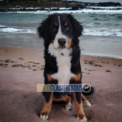 Adorable Bernese Mountain Dog Pretty Puppies... 