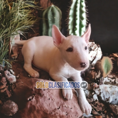 DULCES CACHORROS BULL TERRIER... 