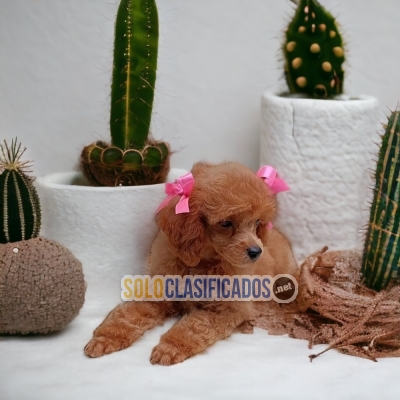 DISPONIBLES/AVAILABLE MASCOTAS/PETS FRENCH POODLE RED... 