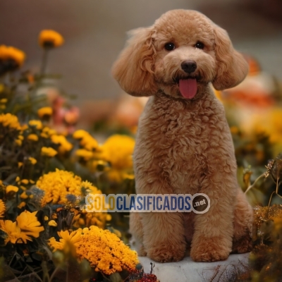 SALE OF BEUTIFUL PUPPIES OF FRENCH POODLE APRICOT... 