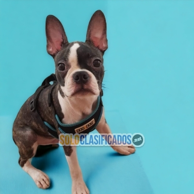 Encantadores perritos de raza Boston Terrier... 