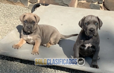 Impresionantes cachorros de Cane Corso listo... 