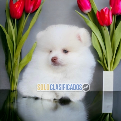 Hermosos cachorros disponibles POMERANIAN con las mejores condici... 