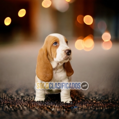 Venta de hermosos cachorros Basset Hound... 