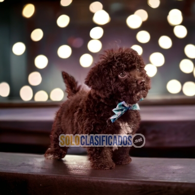Beautiful puppies available: CHOCOLATE FRENCH POODLE... 