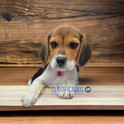 Cachorros beagle harrier... 