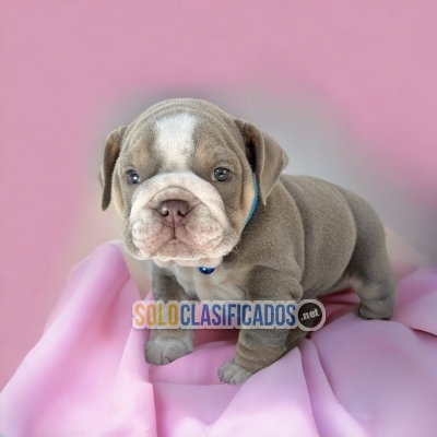 Beautiful puppies available BULL DOG  INGLES NORMAL  with the bes... 