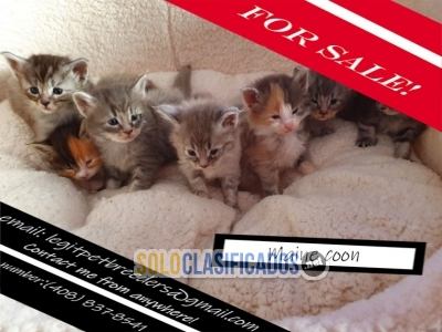 Maine Coon kittens for sale... 