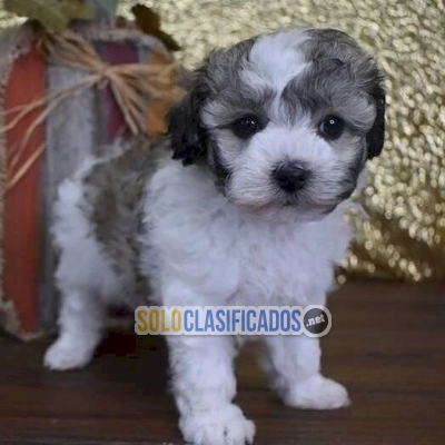 Perro cachorro Maltipoo para la venta Whatsapp : +1 (510) 8425184... 