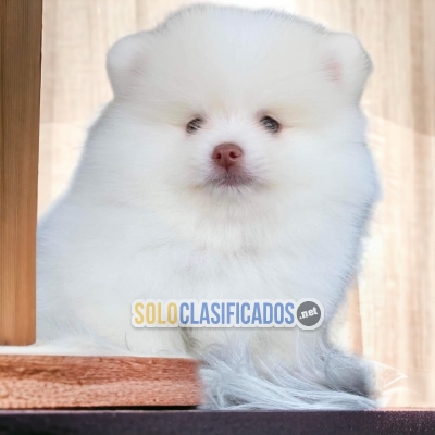 DISPONIBLES HERMOSOS POMERANIAN / BEAUTIFUL POMERANIAN AVAILABLE... 