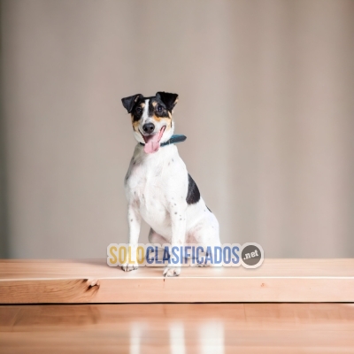 FOX TERRIER DE PELO CORTO DISPONIBLE NORTH CAROLINA... 