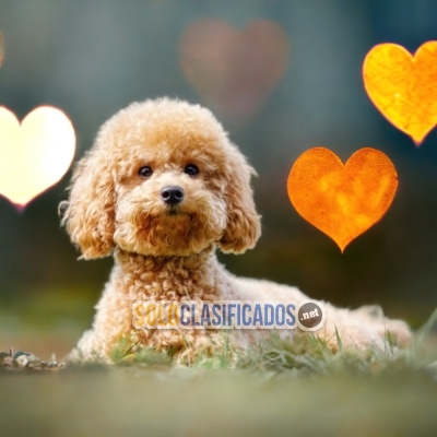 VENTAS DE HERMOSOS CACHORROS DE  FRENCH POODLE APRICOT... 