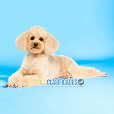 PERROS FRENCH POODLE NORMAL DISPONIBLE... 