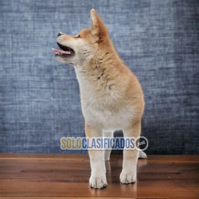 Akita Inu Japones Take Me Home Too Cutie... 