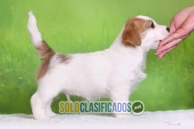 Jack Rusell Terrier Llevalo a Buen Precio... 