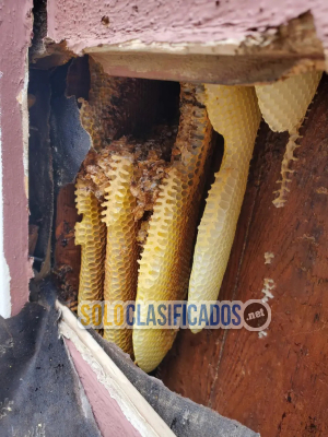 Solo Clasificados - Henrys     Bees     Removal      Service - imagen: 7