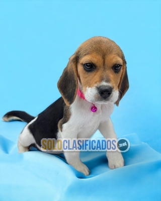 PUPPIES BEAGLE HARRIER AVAILABLE... 