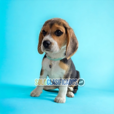 Beagle Poket Americano / Beagle Poket Americano disponible... 