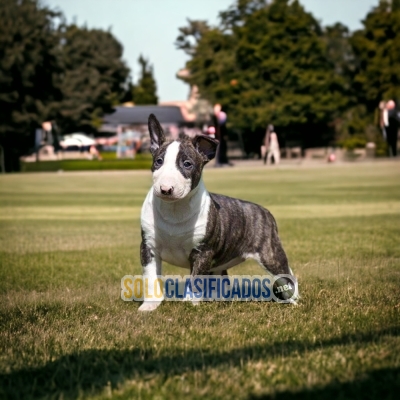 SALES OF BULL TERRIER... 