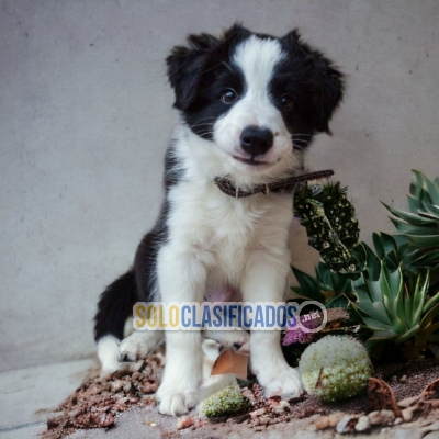 4ADORABLE BORDER COLLIE NORMAL... 