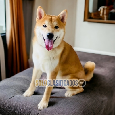 Atractivo Cachorro Akita Inu... 