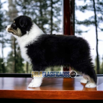 PRECIOSOS BORDER COLLIE EXÓTICO ilinois... 